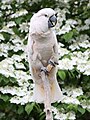 Salmon-crested Cockatoo