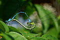 Coenagrion puella (Azure Damselfly)