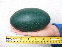 Emu egg