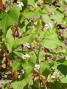 Sėjamasis grikis (Fagopyrum esculentum)