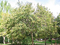 Ligustrum japonicum[англ.]