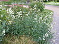 Weiße Blume in Planten un Blomen