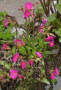 Primula rosea