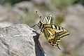 63 Schwalbenschwanz, Papilio machaon uploaded by Böhringer, nominated by Böhringer