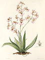 Tolumnia variegata plate 33 in first Edition: J. Lindley & J. Paxton: Paxton's Flower Garden (Orchidaceae) (1850-1853)