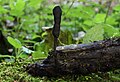 Xylaria longipes