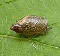 Schnecke auf Weinblatt