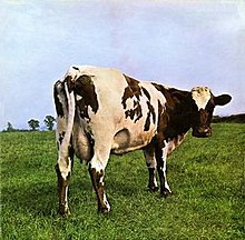 A cow in a field, with its back in the view. The head of the cow is seen facing towards the camera.