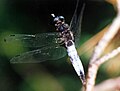 Rusvoji skėtė (Libellula fulva), patinėlis.