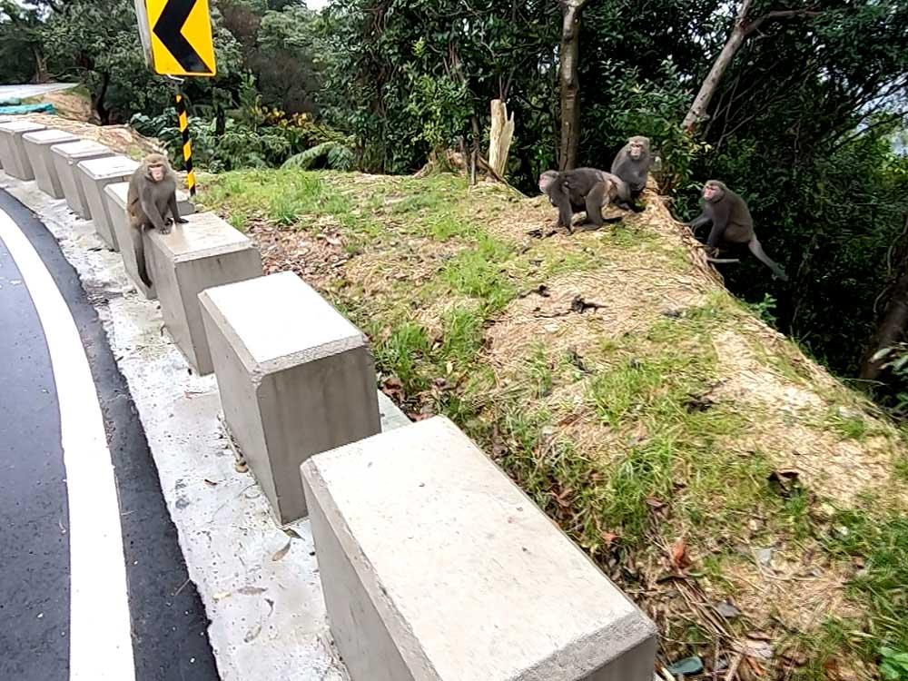 陽明山獼猴 餵食亂象多